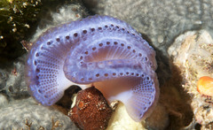 Sycozoa cerebriformis