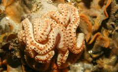 Sycozoa cerebriformis