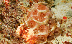 Aplidium clivosum