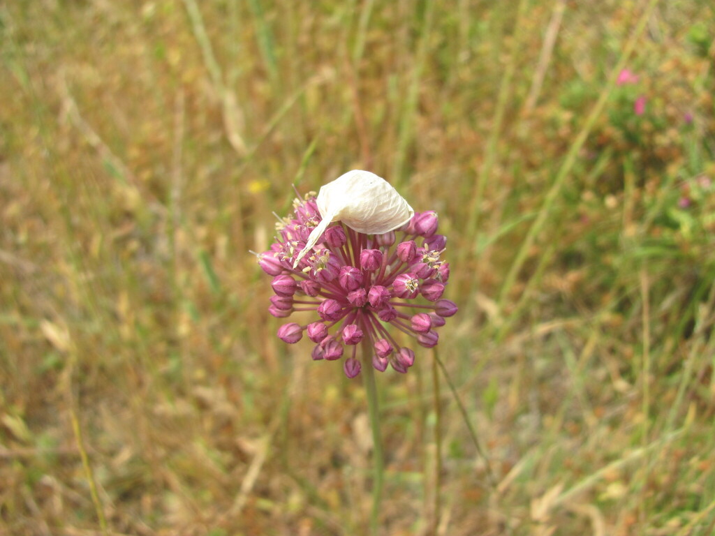 Allium ampeloprasum, Condeixa-a-Nova, 3150, Portugal