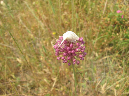 Allium ampeloprasum