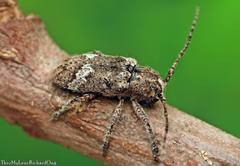 Prosoplus bankii