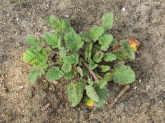 Pelargonium althaeoides