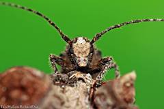 Prosoplus bankii