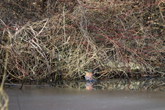 Alcedo atthis
