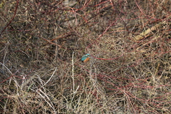 Alcedo atthis