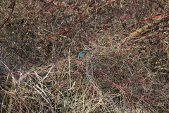 Alcedo atthis