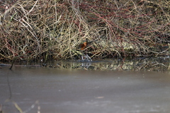 Alcedo atthis