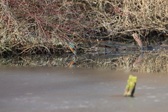 Alcedo atthis