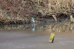 Alcedo atthis