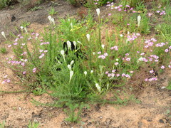 Dischisma ciliatum ciliatum