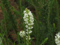 Dischisma ciliatum ciliatum