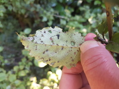 Coprosma tenuifolia