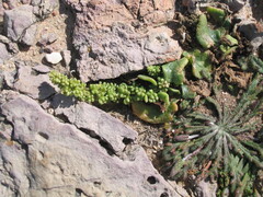 사탕무 (Beta vulgaris): 기원과 용도 — 사진 3