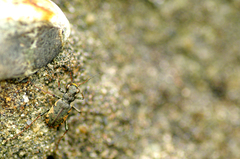 Neocicindela garnerae