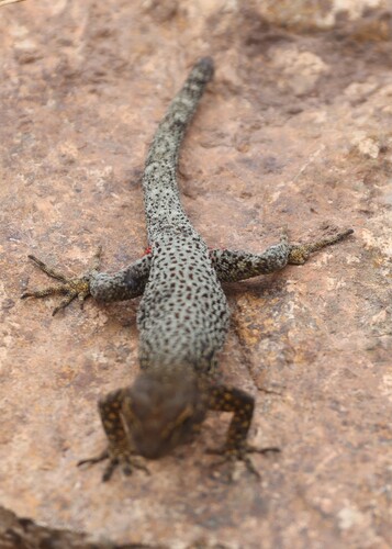 Atlas Day Gecko