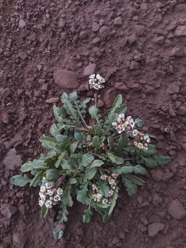Maca (Lepidium meyenii)
