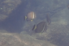Acanthurus guttatus