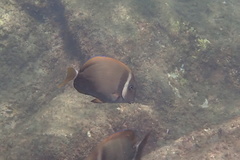 Acanthurus leucopareius