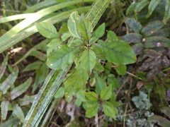 Coprosma tenuifolia