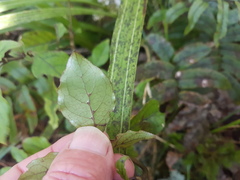 Coprosma tenuifolia
