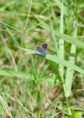 Echinargus isola