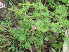 Fumaria muralis muralis