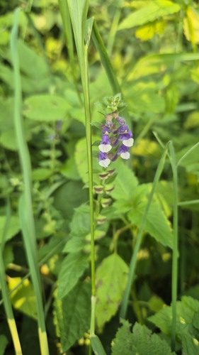 Tall skullcap (Scutellaria altissima)
