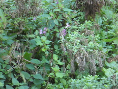 Impatiens glandulifera