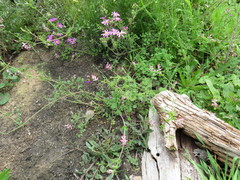 Fumaria muralis muralis