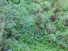 Impatiens glandulifera