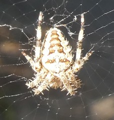 Araneus diadematus