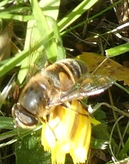 Eristalis tenax