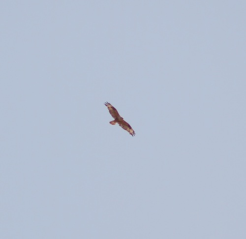 Long-legged Buzzard