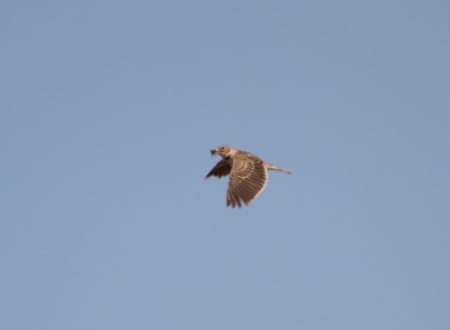 Calandra Lark