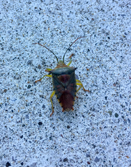 Acanthosoma denticaudum
