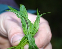 Mompha conturbatella