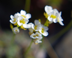 Draba nivalis