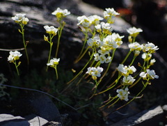 Draba nivalis