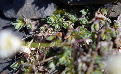 Draba nivalis
