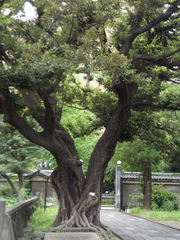 Castanopsis sieboldii