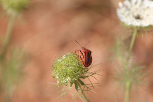 Semipunctated Shield Bug