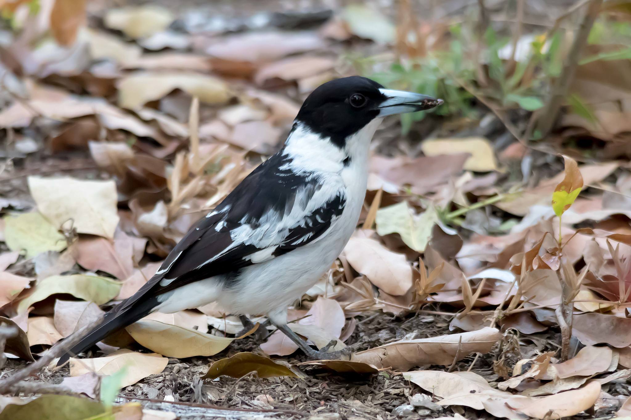 Black-backed Butcherbird (Cracticus mentalis), photo 4
