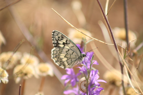 Balkan Marbled White