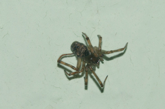 Steatoda castanea