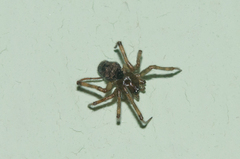 Steatoda castanea