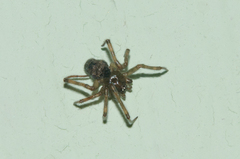 Steatoda castanea