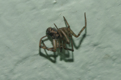 Steatoda castanea