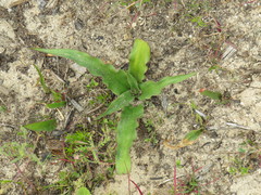 Cyanella