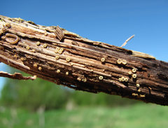 Trichopeziza